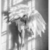 Angel Women Posing II Canvastavla (30x40 cm)