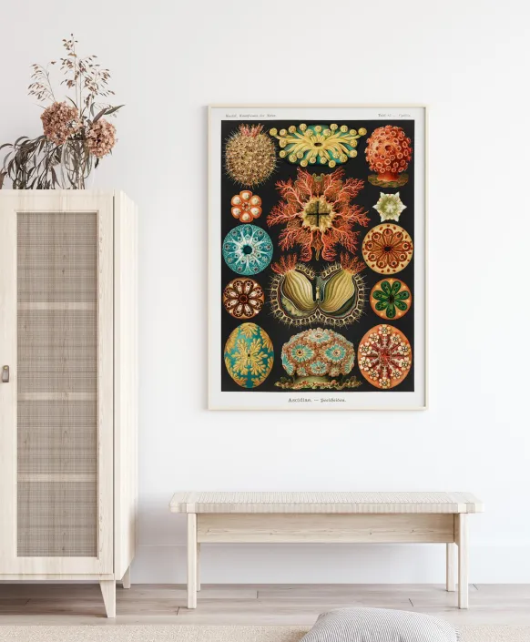 Animalium Poster (21x29.7 cm (A4))