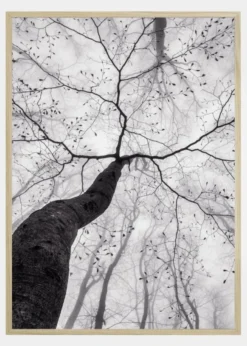A view of the tree crown Poster (21x29.7 cm (A4))