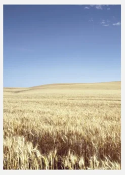 Beige Fields Canvastavla (30x40 cm)