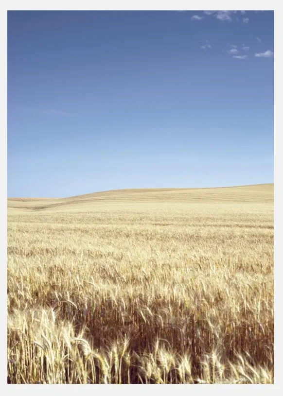 Beige Fields Canvastavla (30x40 cm)