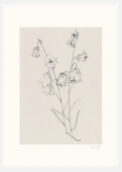 Bellflowers Ink Drawing Canvastavla (30x40 cm)