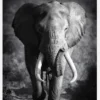Black And White Elephant Canvastavla (30x40 cm)
