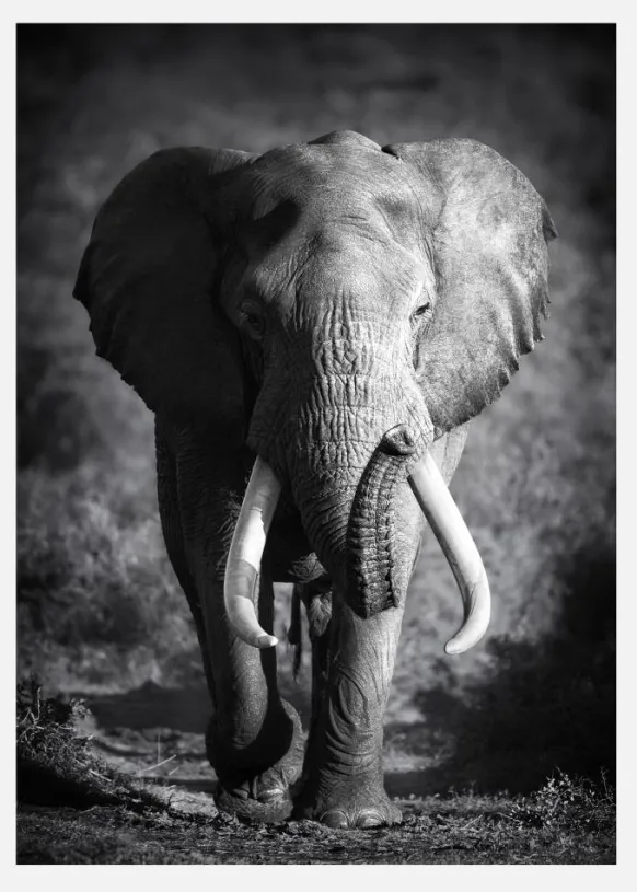Black And White Elephant Canvastavla (30x40 cm)