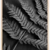 Black Fern Poster (21x29.7 cm (A4))