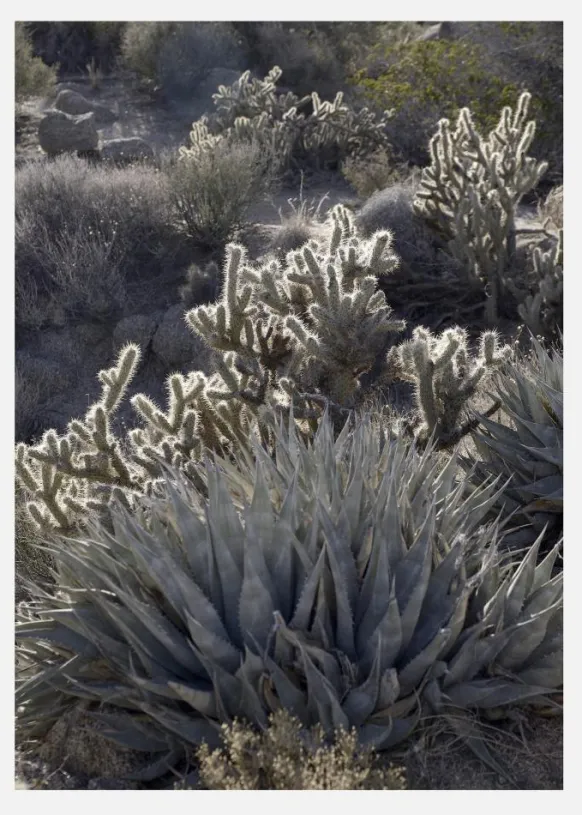 Cactus In Desert Canvastavla (30x40 cm)