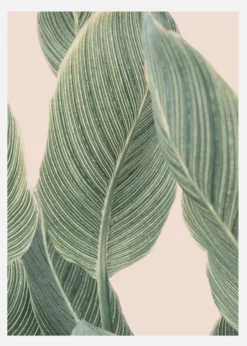 Calla Leaf Canvastavla (30x40 cm)