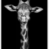 Chewing Giraffe Canvastavla (30x40 cm)