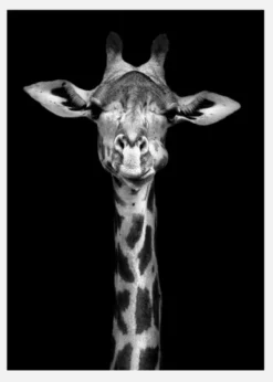 Chewing Giraffe Canvastavla (30x40 cm)