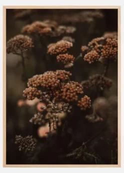 Cow Parsley Poster (21x29.7 cm (A4))