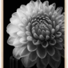 Dahlia Poster (21x29.7 cm (A4))