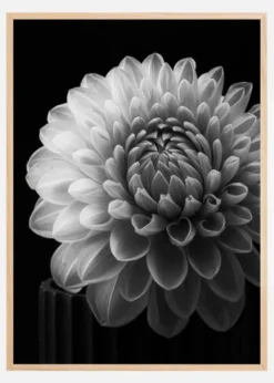 Dahlia Poster (21x29.7 cm (A4))