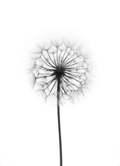 Dandelion Poster (21x29.7 cm (A4))