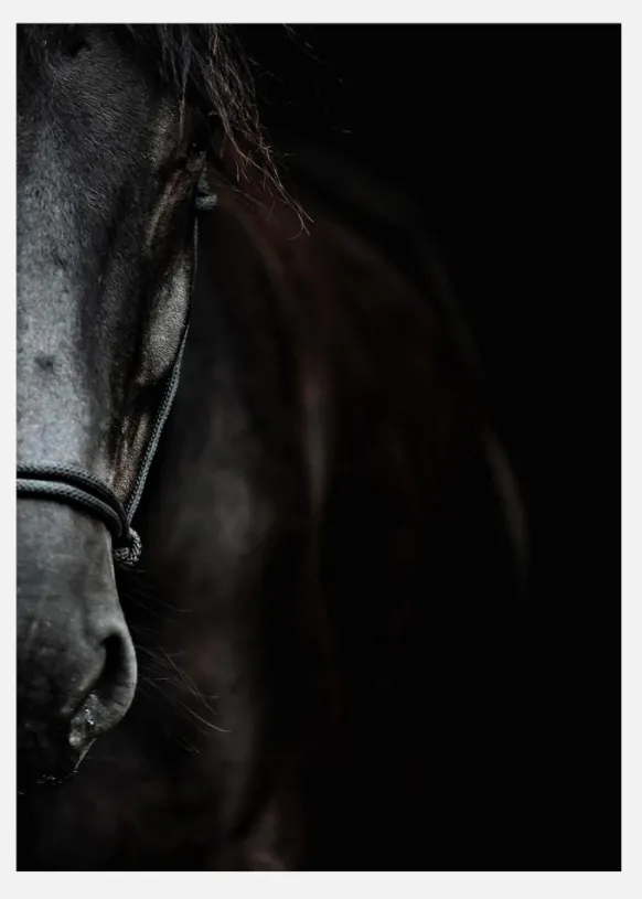 Dark Horse Canvastavla (30x40 cm)