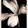Dark Macro Flower Poster (21x29.7 cm (A4))