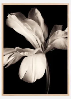 Dark Macro Flower Poster (21x29.7 cm (A4))