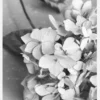 Dried Flower Bw Canvastavla (30x40 cm)