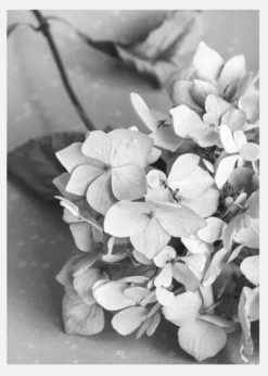 Dried Flower Bw Canvastavla (30x40 cm)