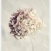 Dried Hydrangea Canvastavla (30x40 cm)