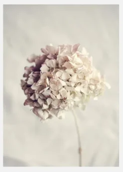 Dried Hydrangea Canvastavla (30x40 cm)