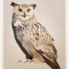 Eagle Owl Canvastavla (30x40 cm)