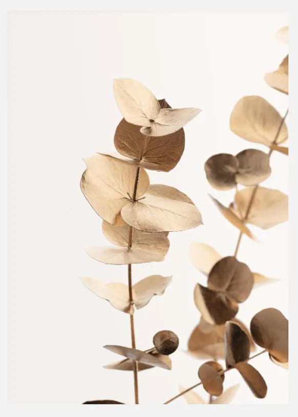 Eucalyptus Gold I Canvastavla (30x40 cm)
