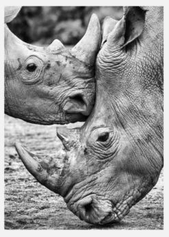 Face To Face Canvastavla (30x40 cm)