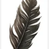 Feather Canvastavla (30x40 cm)