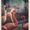 Flamingo Poster (21x29.7 cm (A4))