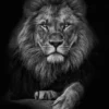 Focused lion Poster (21x29.7 cm (A4))