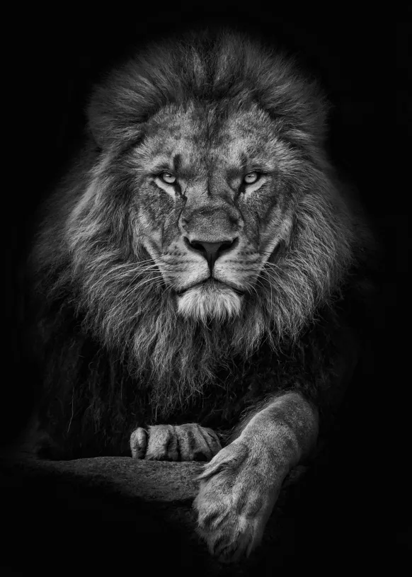 Focused lion Poster (21x29.7 cm (A4))
