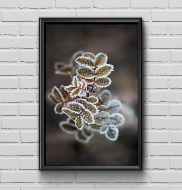 Frosty rose petals Poster (21x29.7 cm (A4))