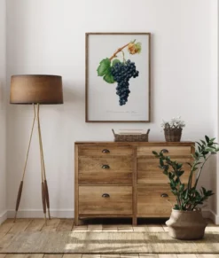 Grapes Poster (21x29.7 cm (A4))