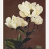 Habrdaceous Peony Canvastavla (30x40 cm)