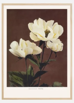 Habrdaceous Peony Poster (21x29.7 cm (A4))