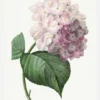 Hydrangea Macrophylla Canvastavla (30x40 cm)