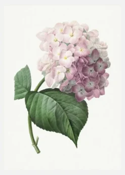 Hydrangea Macrophylla Canvastavla (30x40 cm)