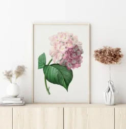 Hydrangea Macrophylla Poster (21x29.7 cm (A4))