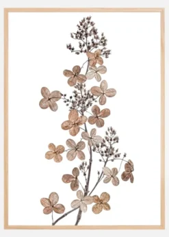 Hydrangea Paniculata Poster (21x29.7 cm (A4))