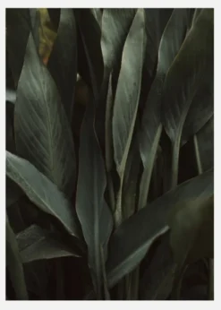 Jungle Canvastavla (30x40 cm)