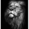 King Of Lions Canvastavla (30x40 cm)