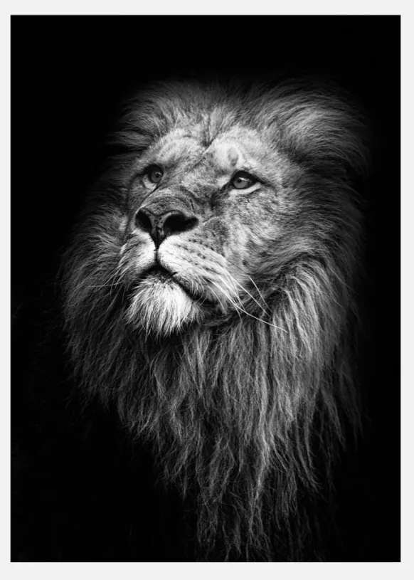 King Of Lions Canvastavla (30x40 cm)