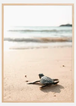 Little turtle on his way Poster (21x29.7 cm (A4))