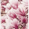 Magnolia Tree Canvastavla (30x40 cm)