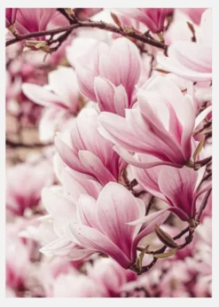 Magnolia Tree Canvastavla (30x40 cm)