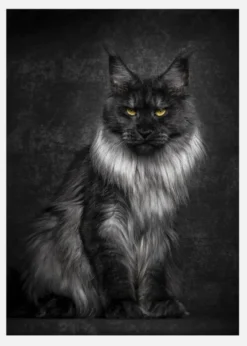 Maincoon Canvastavla (30x40 cm)