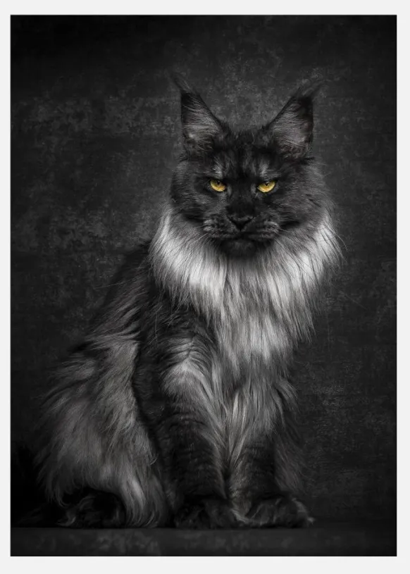 Maincoon Canvastavla (30x40 cm)