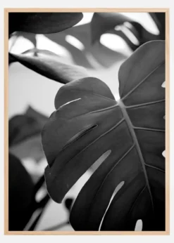 Monstera in Black and White ll Poster (21x29.7 cm (A4))