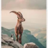 Mountain Goat Canvastavla (30x40 cm)