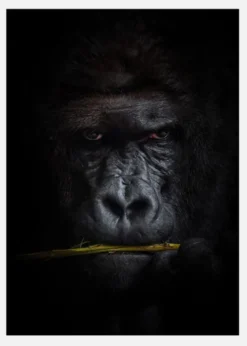 Mysterious Gorilla Canvastavla (30x40 cm)
